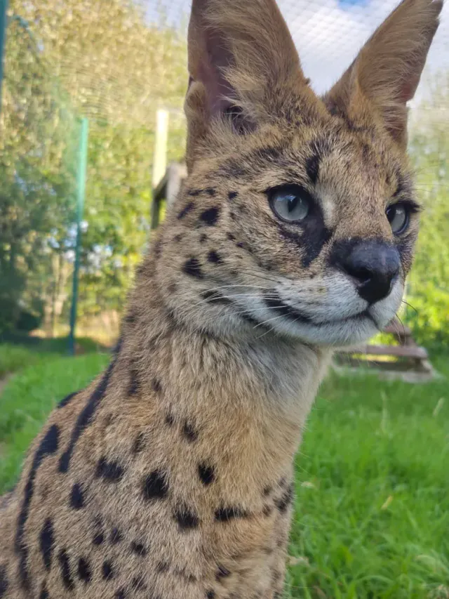 Close-up portrait of Urus, the serval cat at Wales Ape & Monkey Sanctuary