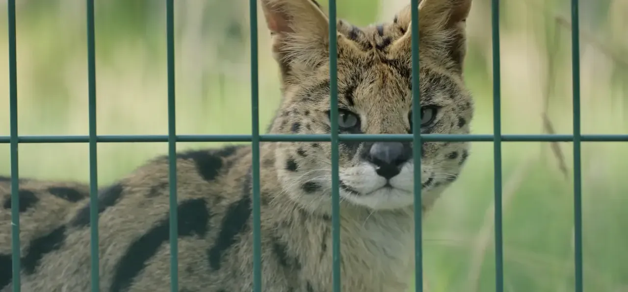 Urus the serval cat in his enclosure at Wales Ape & Monkey Sanctuary