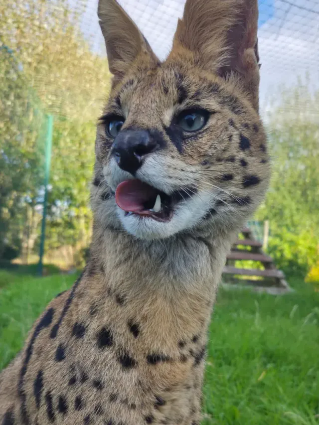 Urus the serval with his mouth open at Wales Ape & Monkey Sanctuary