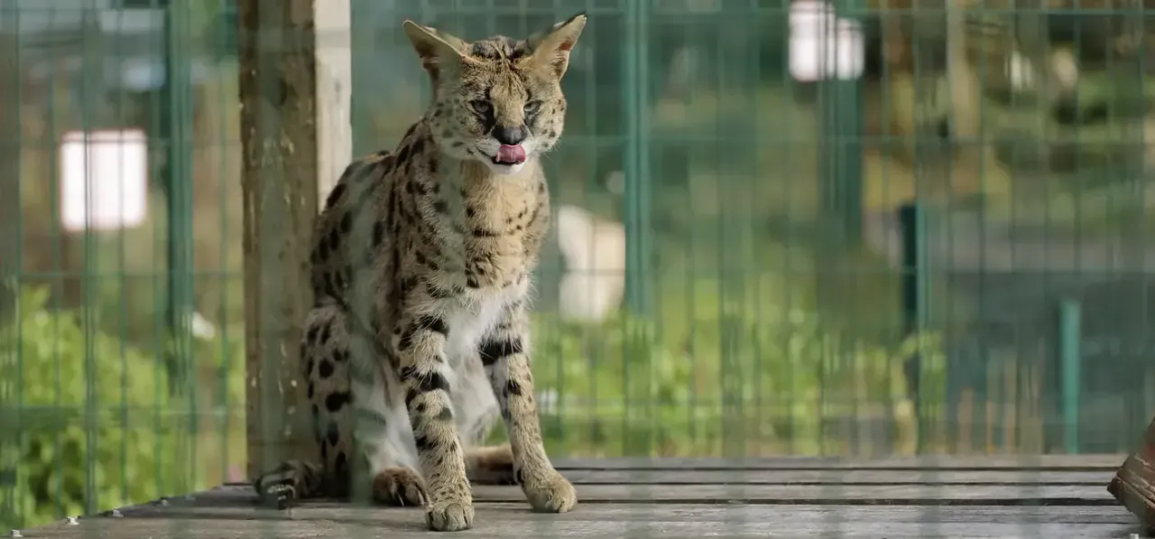 Urus the serval sitting on a raised platform in his enclosure