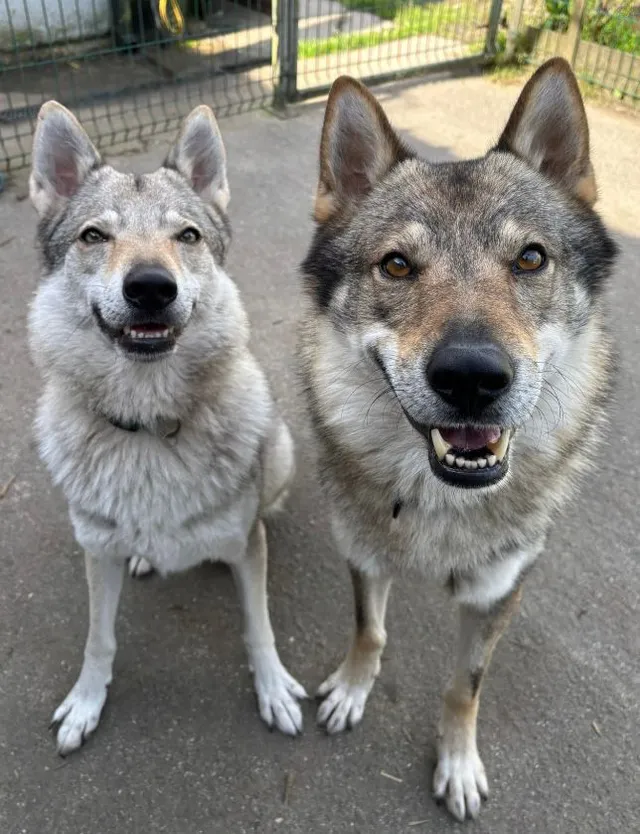 Wolf dogs at Wales Ape & Monkey Sanctuary
