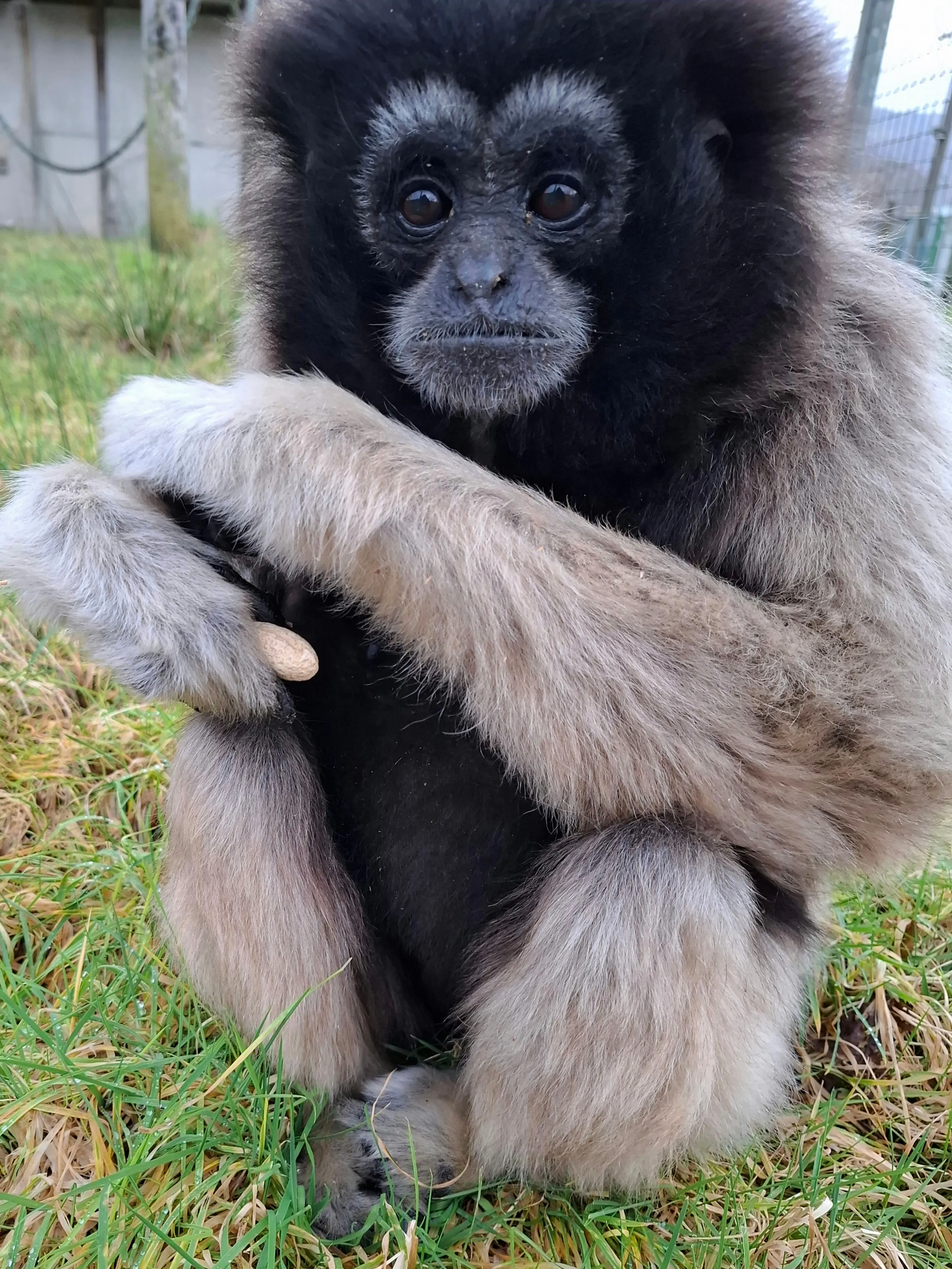 Yoko, a White-Handed Lar Gibbon, in the trees at Wales Ape & Monkey Sanctuary