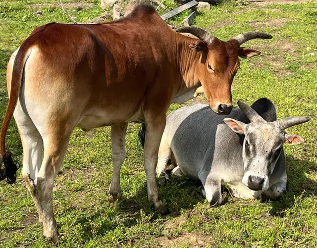Zebu cattle at Wales Ape & Monkey Sanctuary